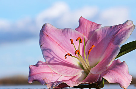 closeup photography of pink stargazer lily thumbnail