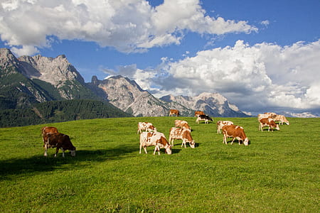 group of brown-and-white cattles on green grass field at day time thumbnail