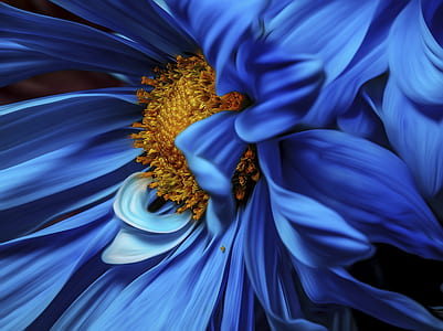 macrophotography of blue dahlia thumbnail