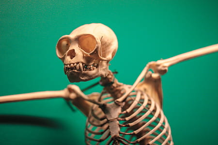 skeleton of ape thumbnail
