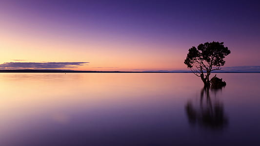 silhouette photo of tree on body of water thumbnail