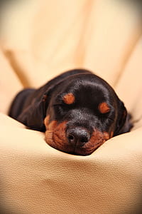 black and mahogany Rottweiler puppy thumbnail
