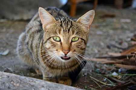 grey tabby cat on ground thumbnail