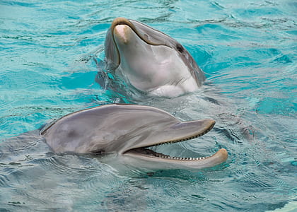 two gray bottlenose dolphins thumbnail