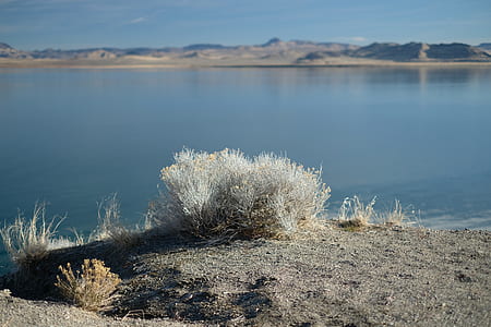 white leafed plant near body of water thumbnail