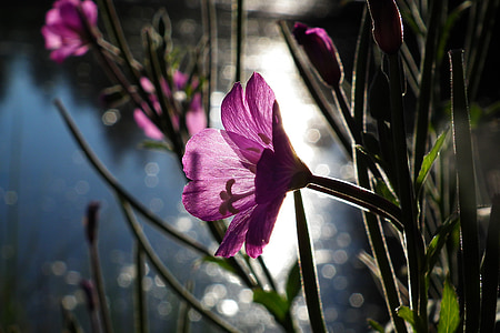 purple petaled flowers thumbnail