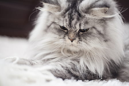 photo of gray Maine Coon cat thumbnail