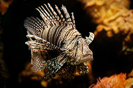 brown and black lion fish macro shot thumbnail
