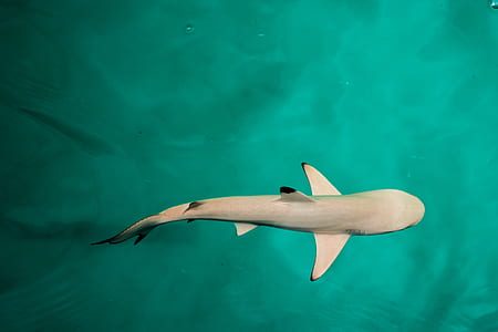photo of white shark thumbnail