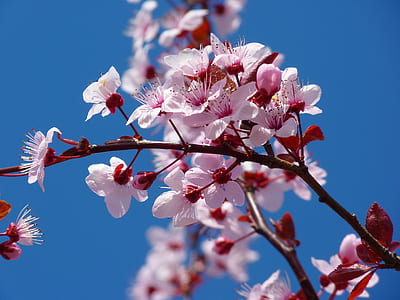 macro shot of blossom flowers thumbnail