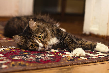 black and brown cat on brown floral area rug thumbnail