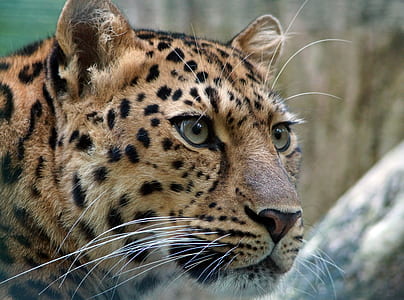close up photography of leopards digital wallpaper thumbnail