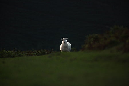 white sheep thumbnail
