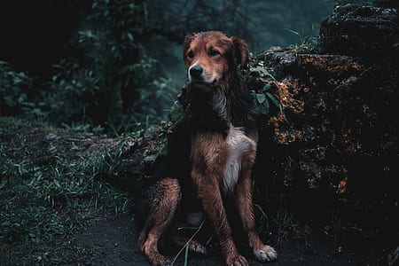 adult brown and black Appenzeller sennenhund thumbnail