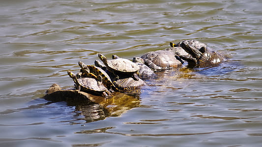 Photo of Group of Turtle on Water thumbnail