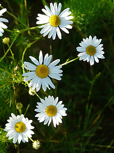 Genuine Chamomile, Matricaria Chamomilla thumbnail