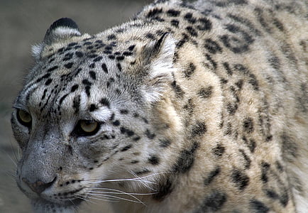 photo showing white cheetah thumbnail