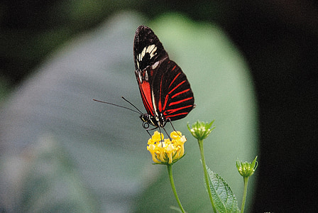 butterfly perched on yellow petaled flower thumbnail