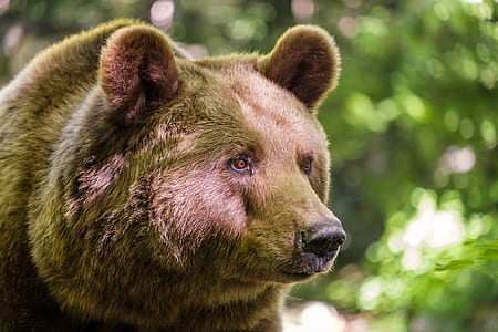 brown bear near trees at daytime thumbnail