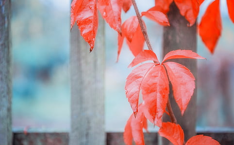red leaf plant on brown wooden fence thumbnail