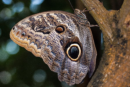 close-up photo of owl butterfly perched on tree branch thumbnail