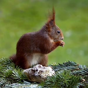 brown squirrel thumbnail