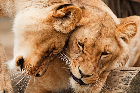 two brown lionesses thumbnail