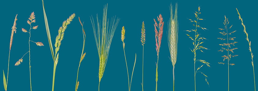 assorted-color leafed plants thumbnail