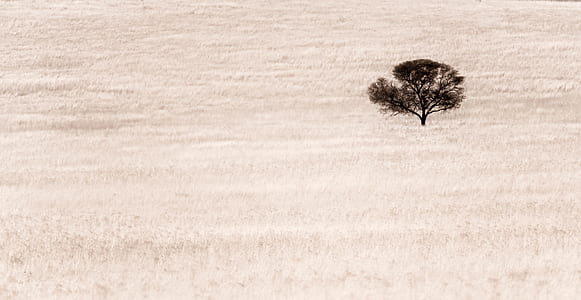 photo of black tree in the desert thumbnail