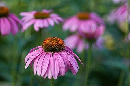 selective focus photography of pink petaled flower thumbnail