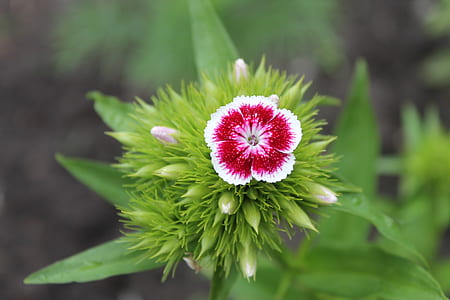 selective focus photography of white and red petaled flower thumbnail