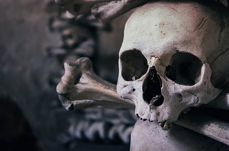 shallow focus photography of skull thumbnail