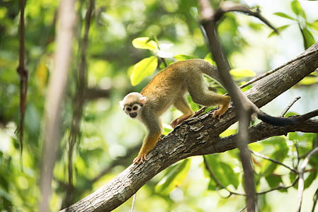 brown monkey on ree thumbnail
