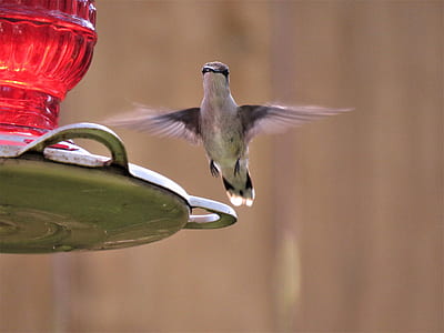 white and brown flying bird thumbnail