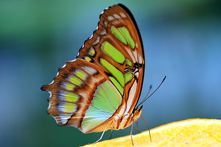green and brown butterfly in close-up photography during daytime thumbnail
