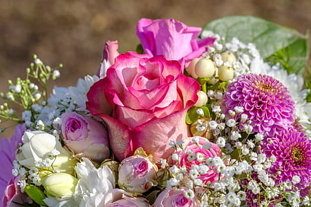 pink and purple petaled flowers thumbnail