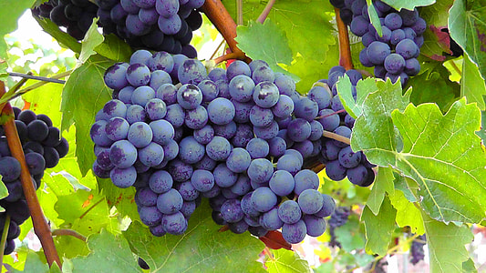 bundle of grapes thumbnail