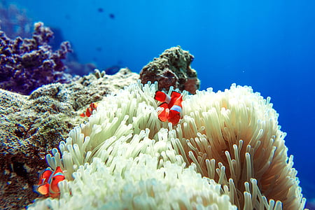 clownfish underwater thumbnail
