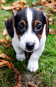 rat terrier puppy thumbnail