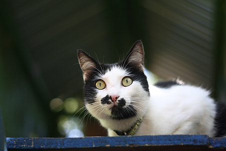 Cat, Animals thumbnail