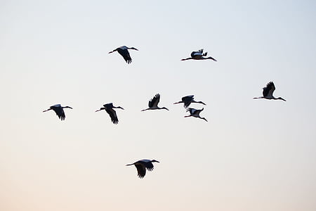 flock of ibis birds thumbnail