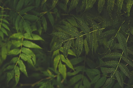 shallow focus photo of leaves thumbnail