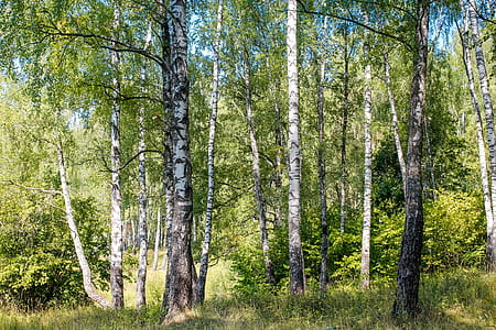 green leaf trees during daytime photography thumbnail