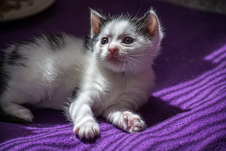 white and gray cat lying on purple textile thumbnail