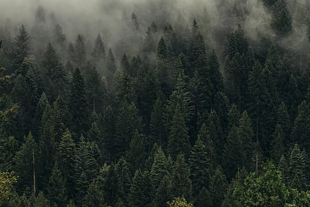 fog rising above pine trees on side of hill at daytime thumbnail