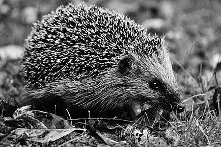 hedgehog on grass thumbnail