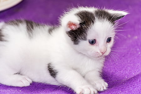 short-fur silver kitten thumbnail