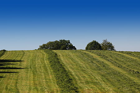 green grass field beside tree thumbnail
