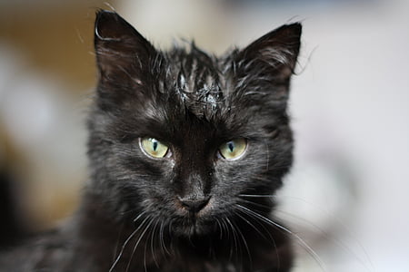 close-up photo of black cat's face thumbnail