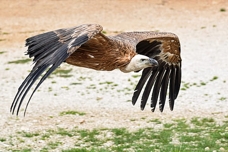 flying bald eagle thumbnail